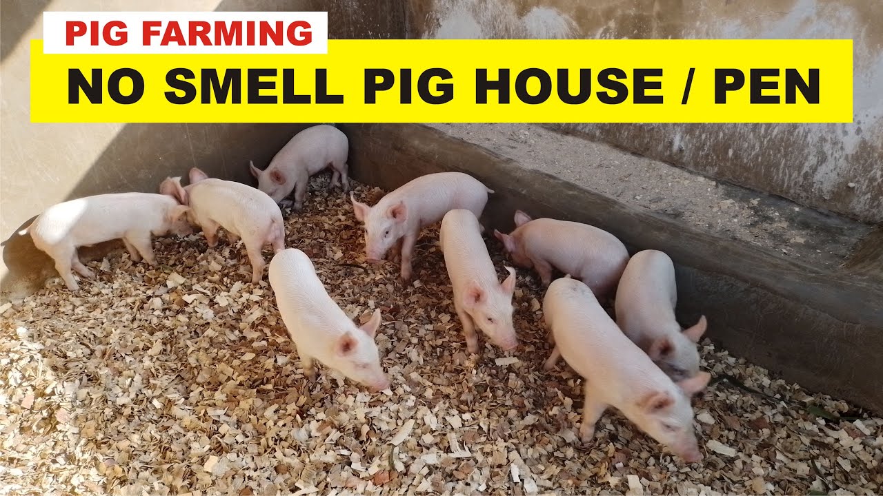 How to MAKE NO SMELL PIG HOUSE / IMO PROCESS VERY CHEAP !!!