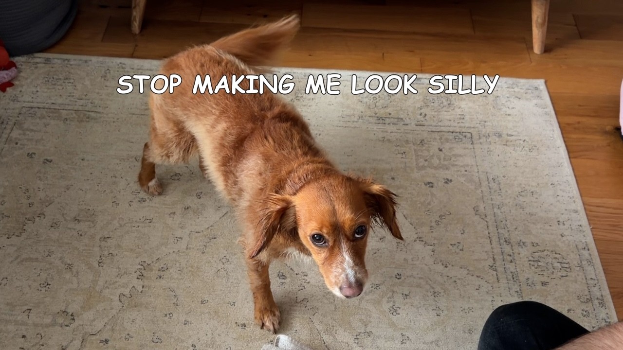 When Your Dog Prefers To Spin Dry