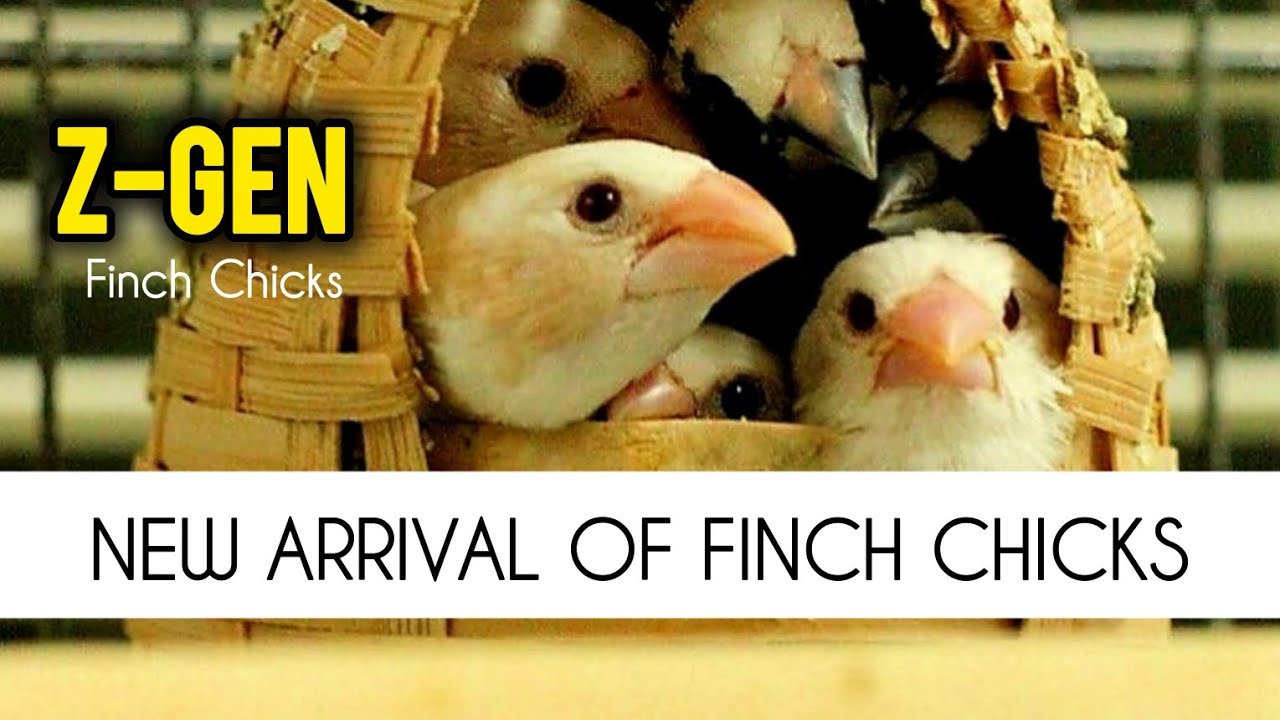 Z-GEN Finch || New arrival of Finch Chicks