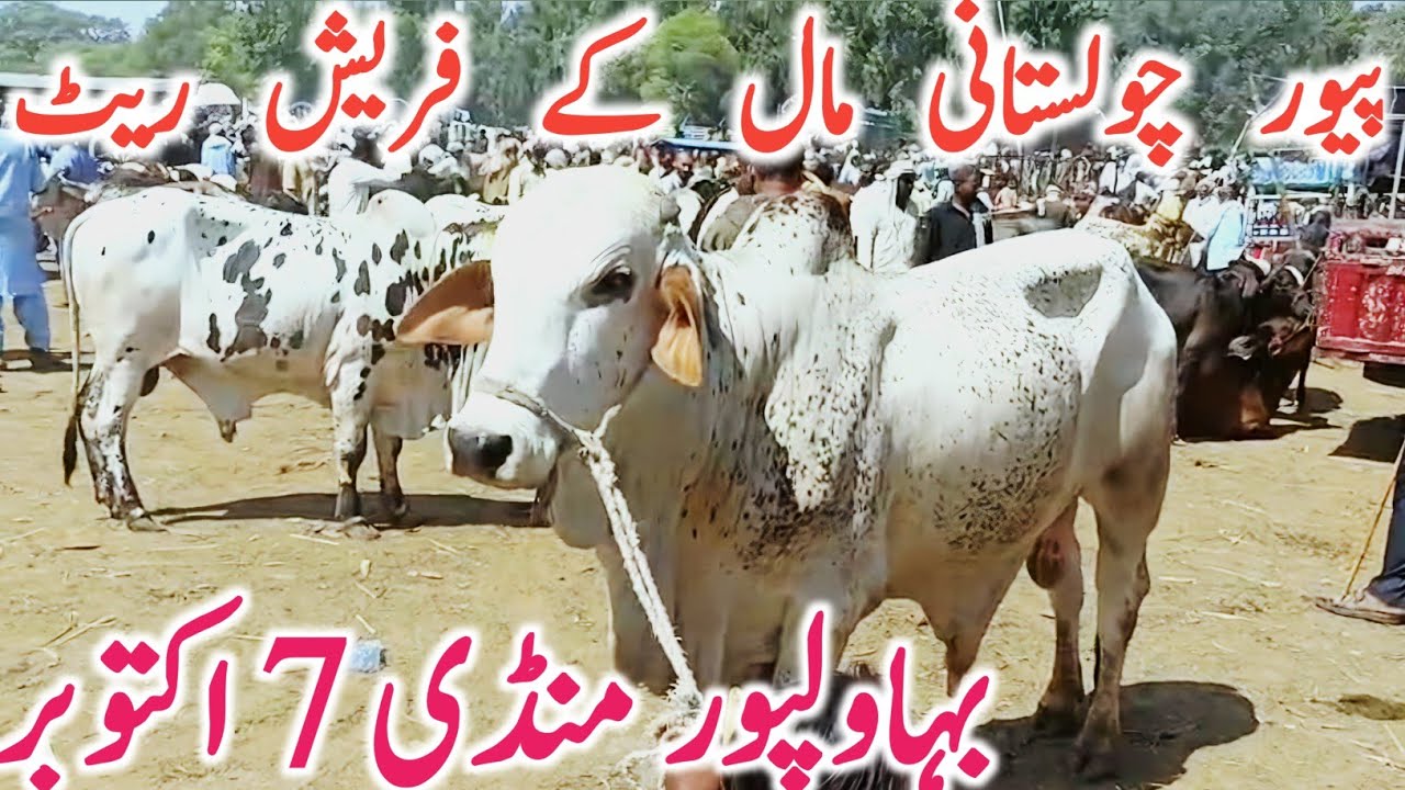 Today Bahawalpur Cow Mandi | Qurbani Bachre Bachrian Ablk Cholistani || Global Village Farming