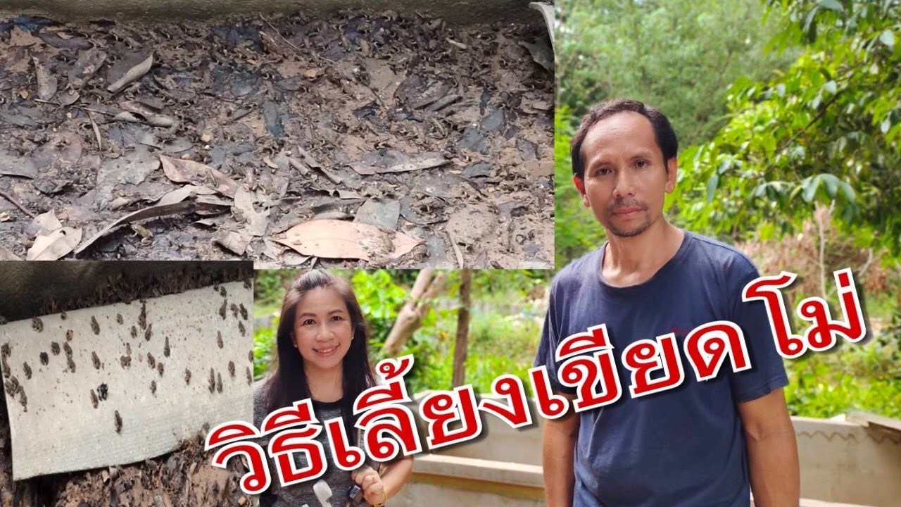 การเลี้ยงเขียดโม่ #เขียดอีโม่ เลี้ยงง่าย เลี้ยงได้จริง