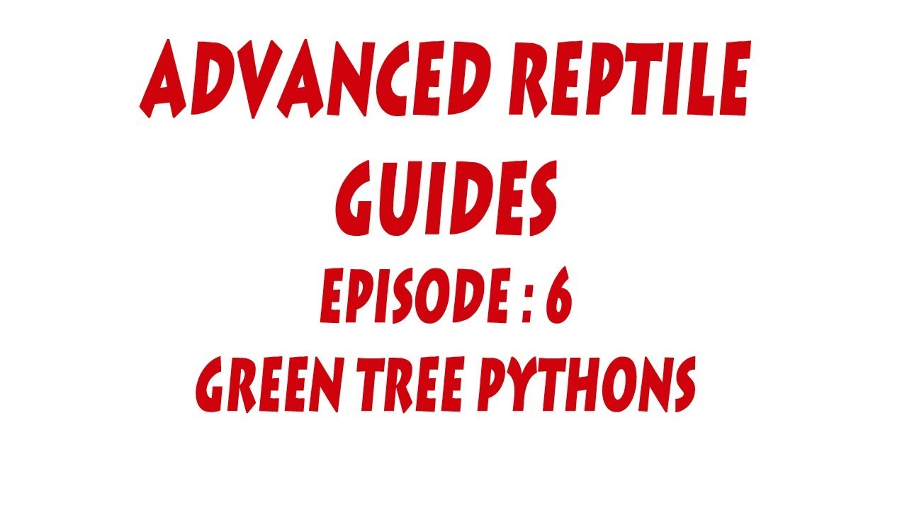 S'N'A Advanced Series: Эпизод - 6 Green Tree Pythons (Morelia viridis)