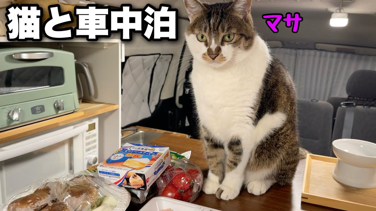 家よりも暖かくて快適な車の中で猫と雨の車中泊｜居酒屋マサで焼き鳥を作って猫と晩酌