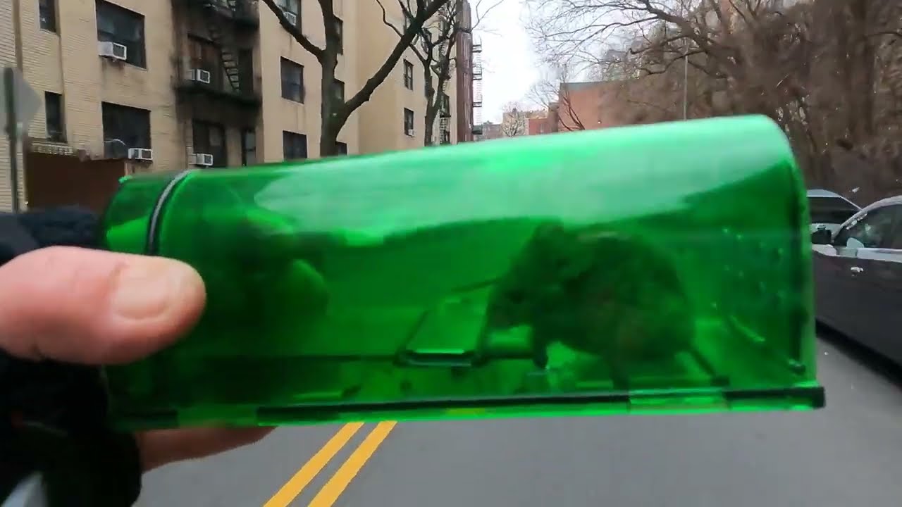 MARCELLUS MOUSE BUSTIN YOFACE ON W190TH