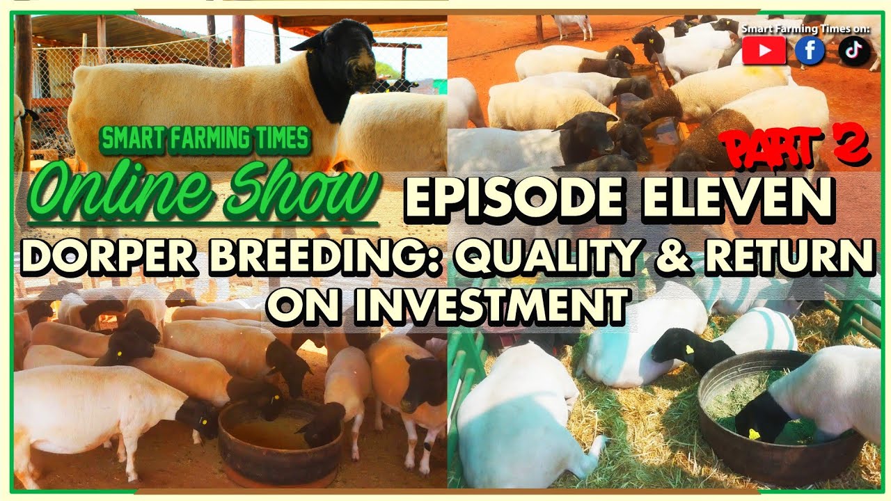 Smart Farming Times Online Show Episode 11 (Pt. 2) Dorper Breeding: Quality and Return on Investment