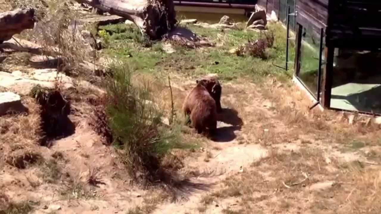 Marcelle Natureza Lugo, un zoo diferente.