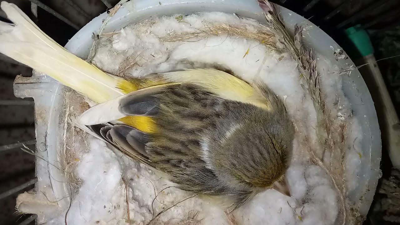 الطيور على طبيعتها/الكناري المتألق*اليوم العاشر*