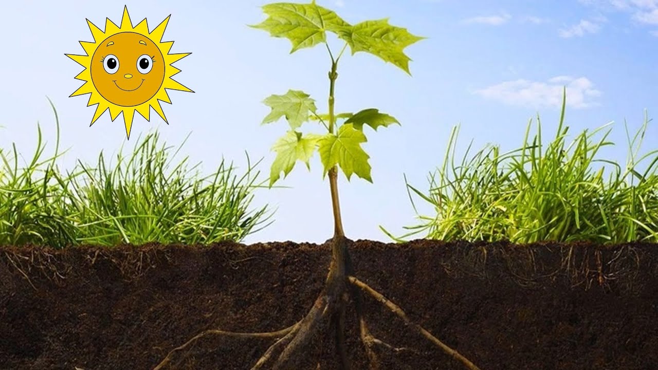 La nutrición vegetal 1