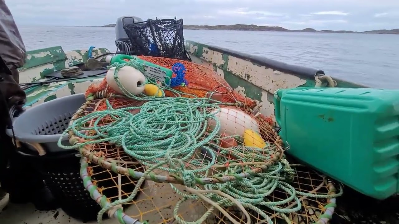 Laila er igjen ute etter krabber. 