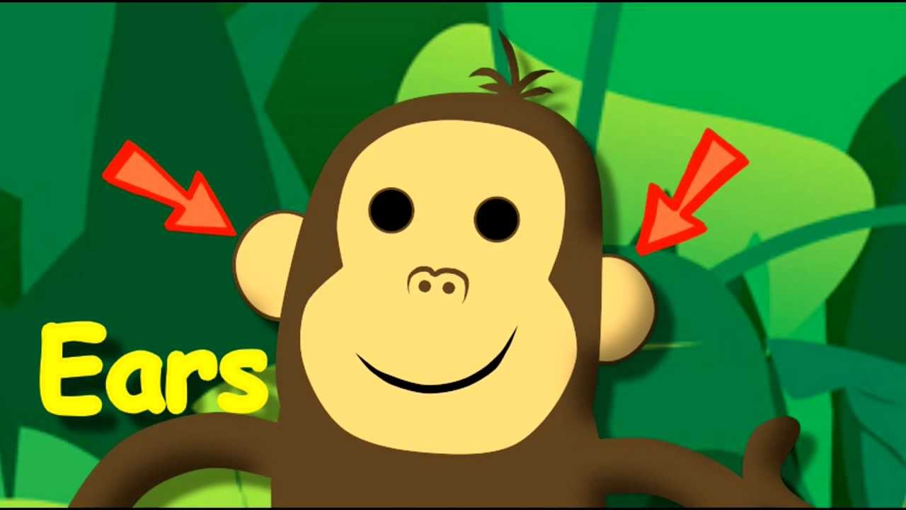 Monkey Face. Partes de la cara en ingles