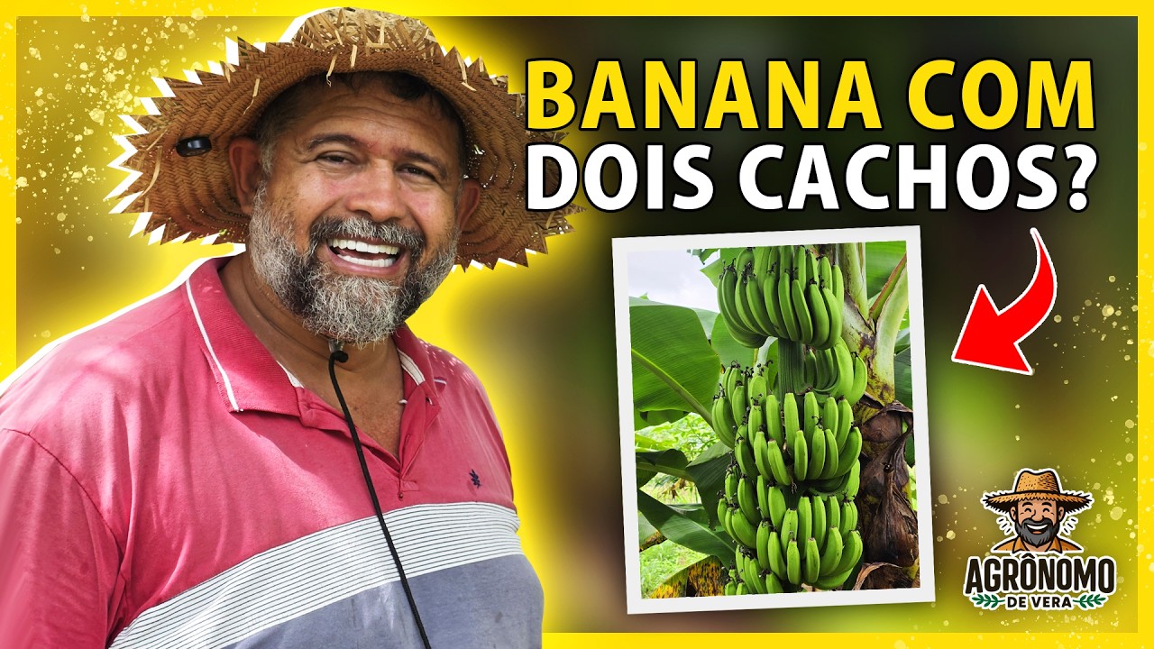 Uma BANANA produz DOIS cachos? 