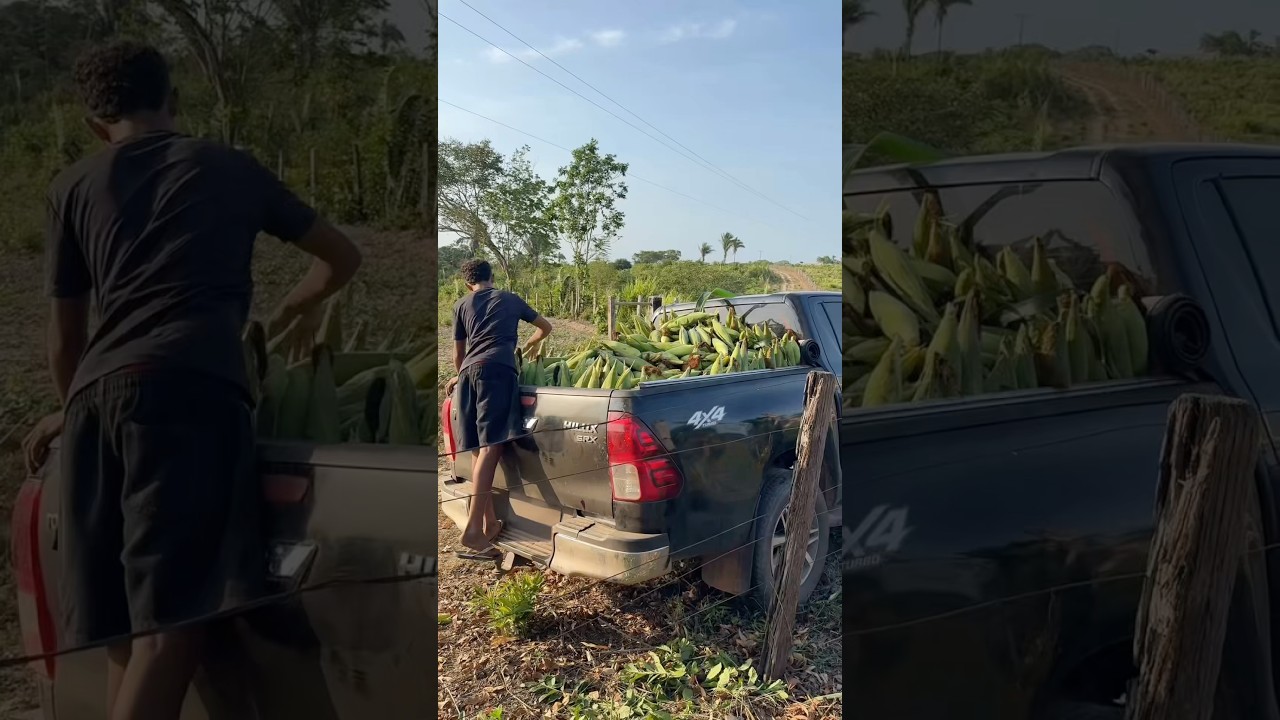 Primeira colheita de milho irrigado da fazenda, milho verde. #vidanaro&ccedil;a #ro&ccedil;a #milho #irriga&ccedil;&atilde;o