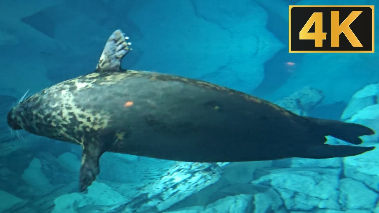 Аттракцион &laquo;Дикая Арктика&raquo; (полный тур в формате 4K) &mdash; SeaWorld Orlando &mdash; 5 ноября 2023 г.