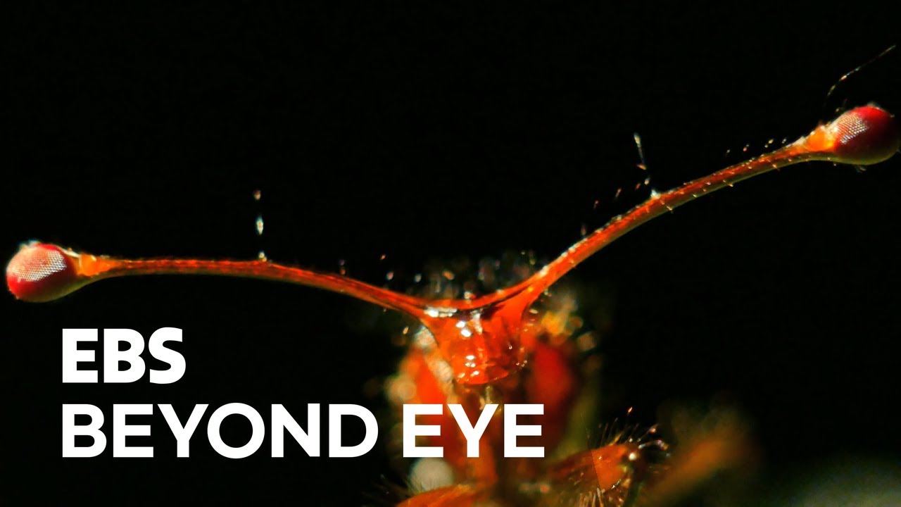 Stalk-eyed Fly Uses Its Long Eyestalk to Seduce the Female