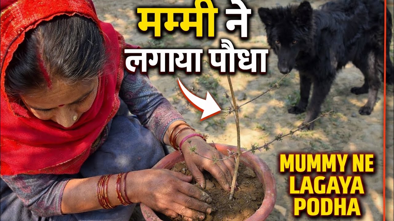 Mummy Ne lagaya  plant 🪴 |#dailyvlog |Day 46/100