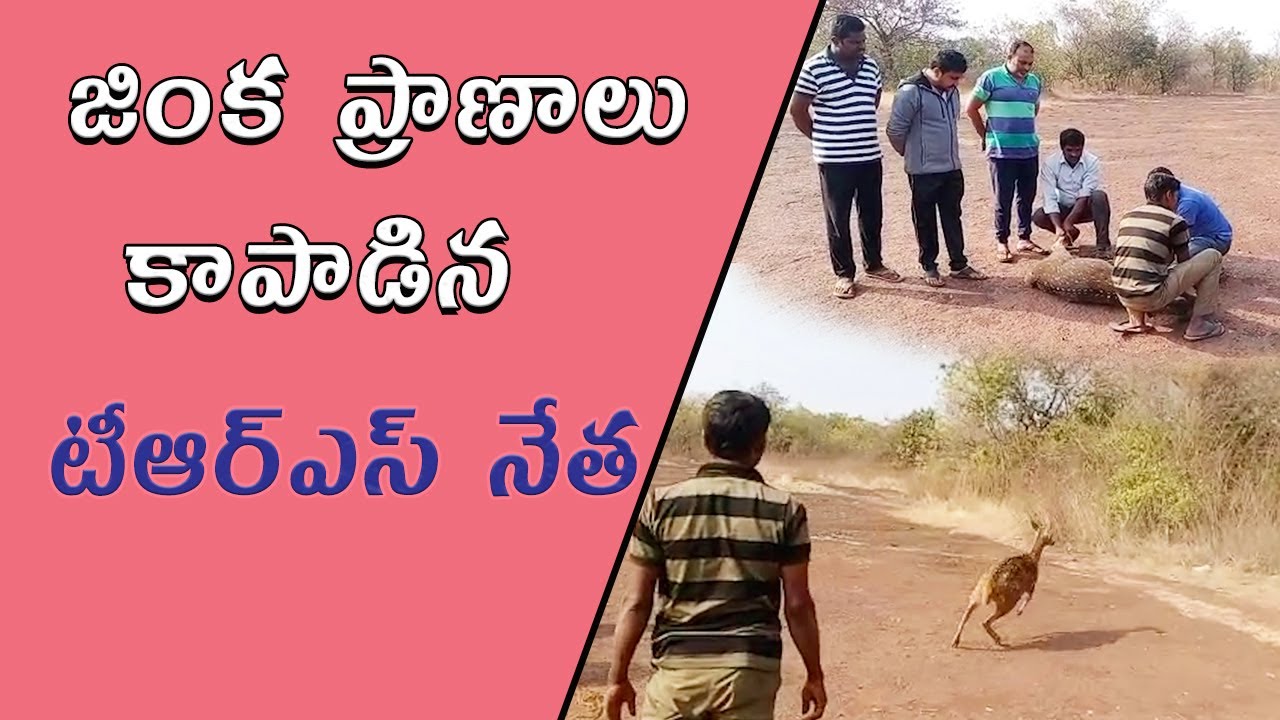 TRS Leader Saves Deer Life At Vikarabad District |  Ananthagiri Forest ||Samayam Telugu