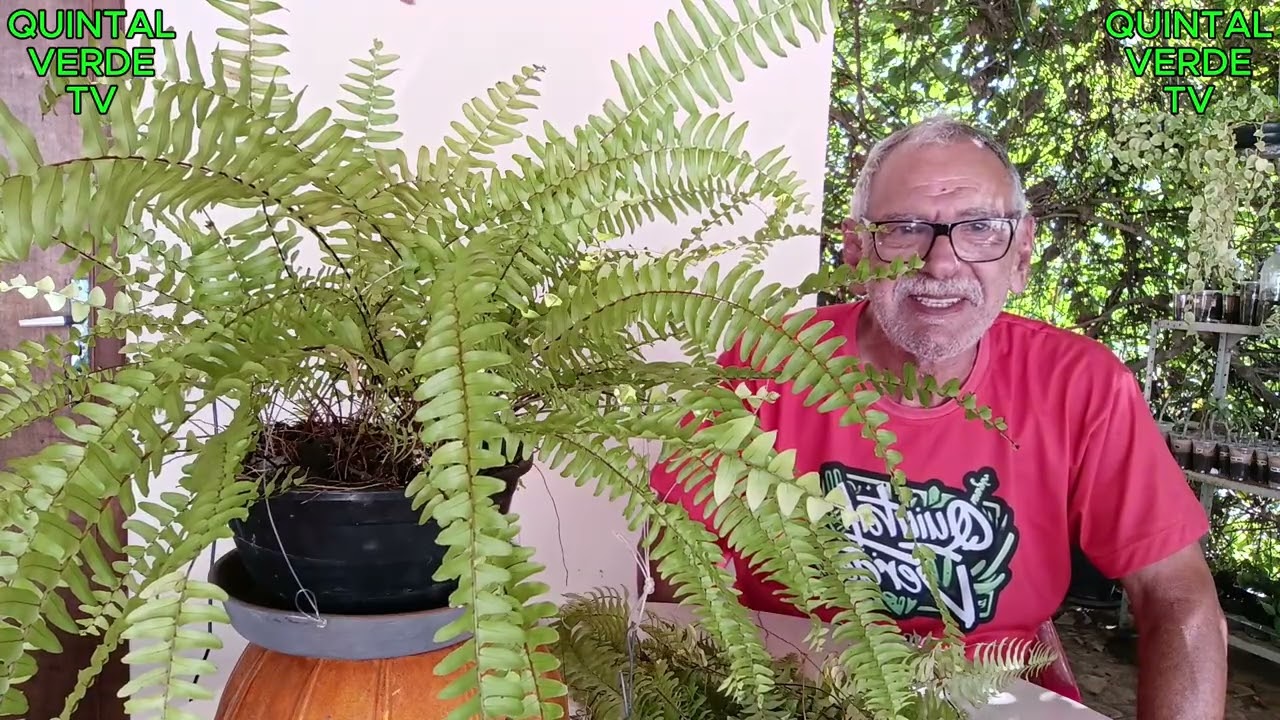 COMO RENOVAR A SAMAMBAIA AMERICANA Vídeo 1585