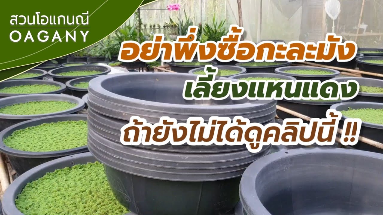 อย่าพึ่งซื้อกะละมังเลี้ยงแหนแดง ถ้ายังไม่ได้ดูคลิปนี้ แชร์ประสบการณ์จากสวนโอแกนณี เกษตรอินทรย์โดยตรง