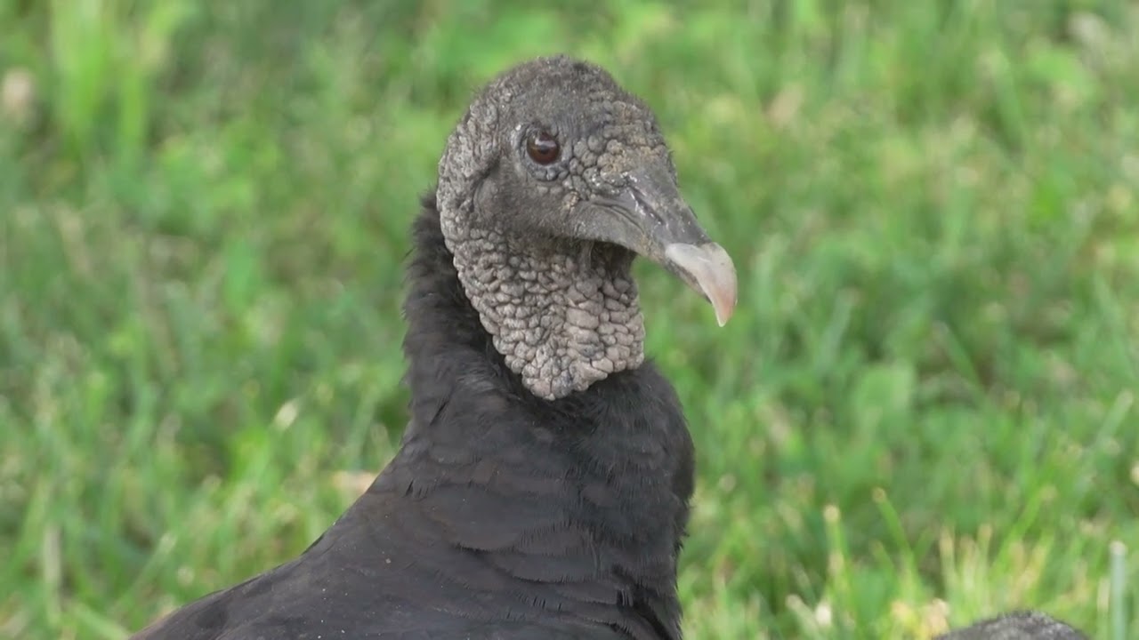 Missouri Black Vulture Control