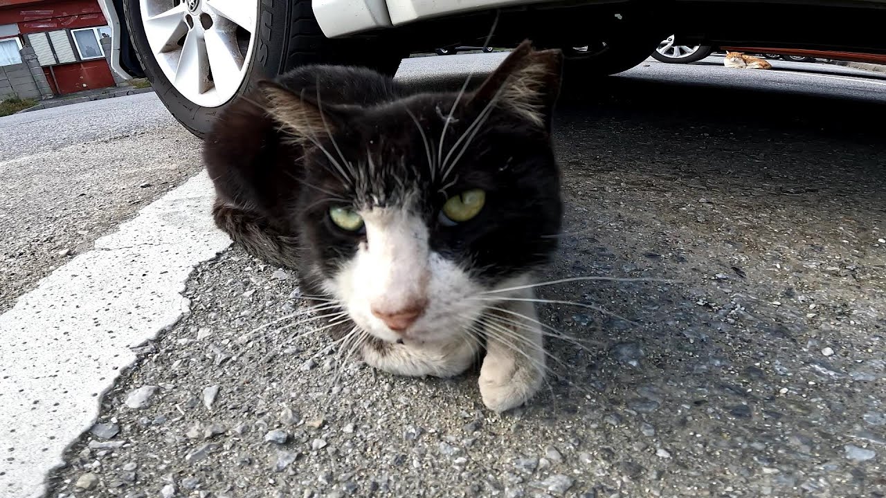 リラックスできる音楽と猫。睡眠音楽。やっぱり猫が好き。野良猫の日常