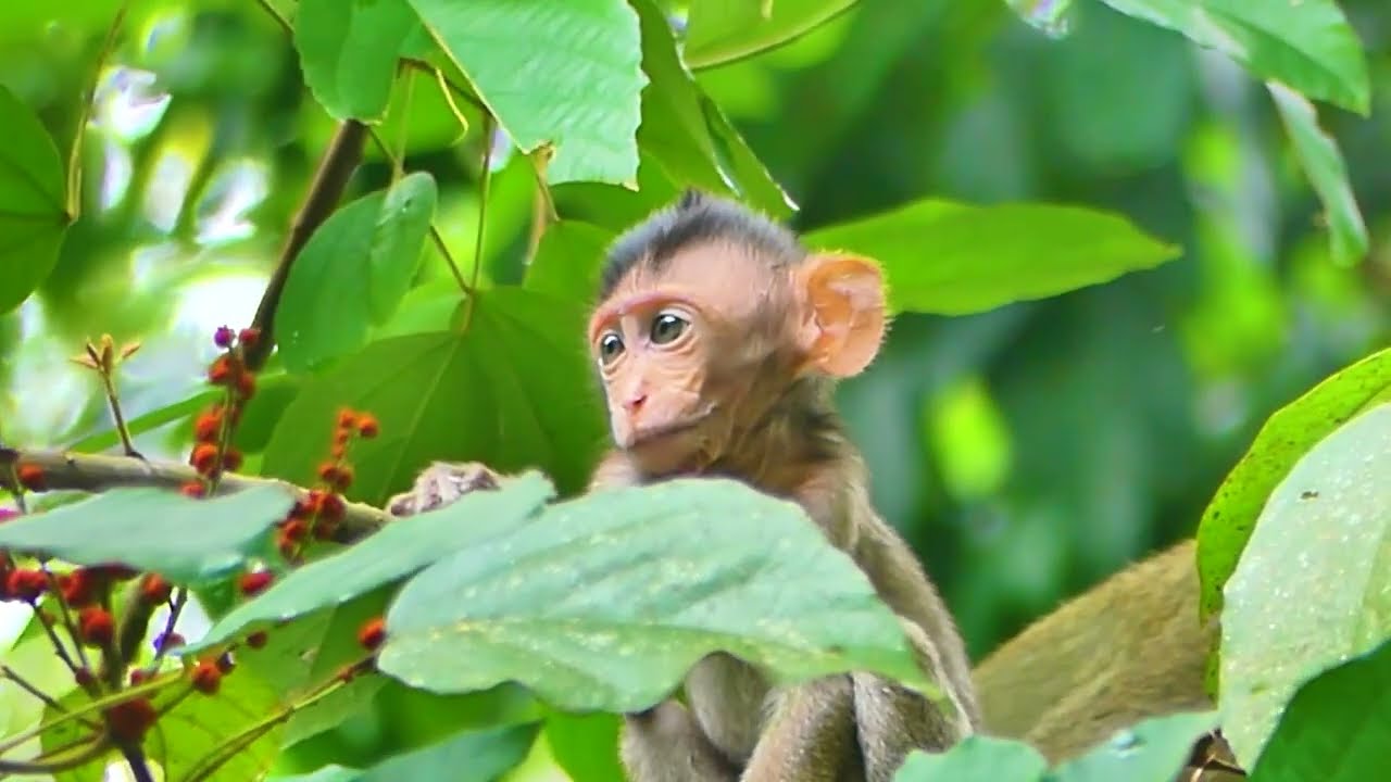 Baby Monkey Moby