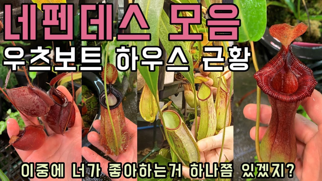 우츠보트 하우스 근황 / 매력적인 식충식물 네펜데스의 근황!