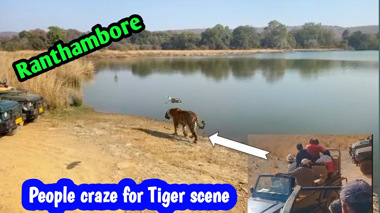 People Craze for Tiger Scene at Ranthambore I Best Tiger Sighting at Ranthambore Park Near Lake side