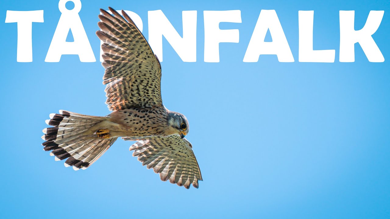Tårnfalk // Naturformidling, dansk naturfilm