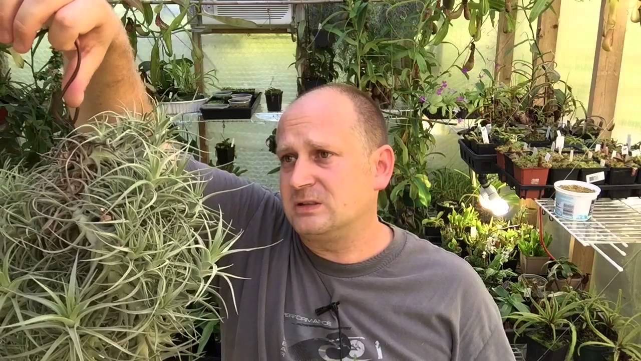 AIR PLANT EXPERIMENT FORCING BLOOMS ON AIR PLANTS AND SEEDLING UPDATE