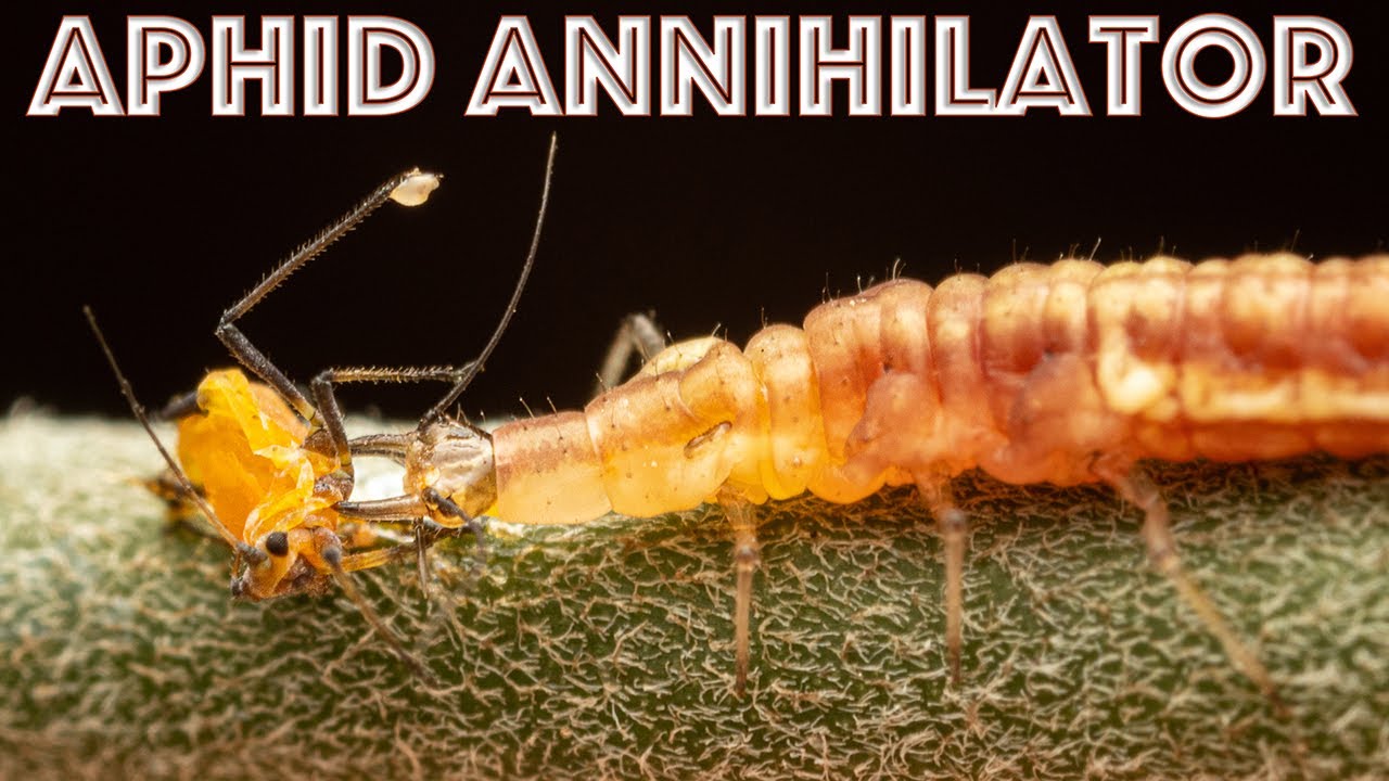 Lacewing Larva Attacks and Preys on an Oleander Aphid - Nature's Great Pest Control Agent