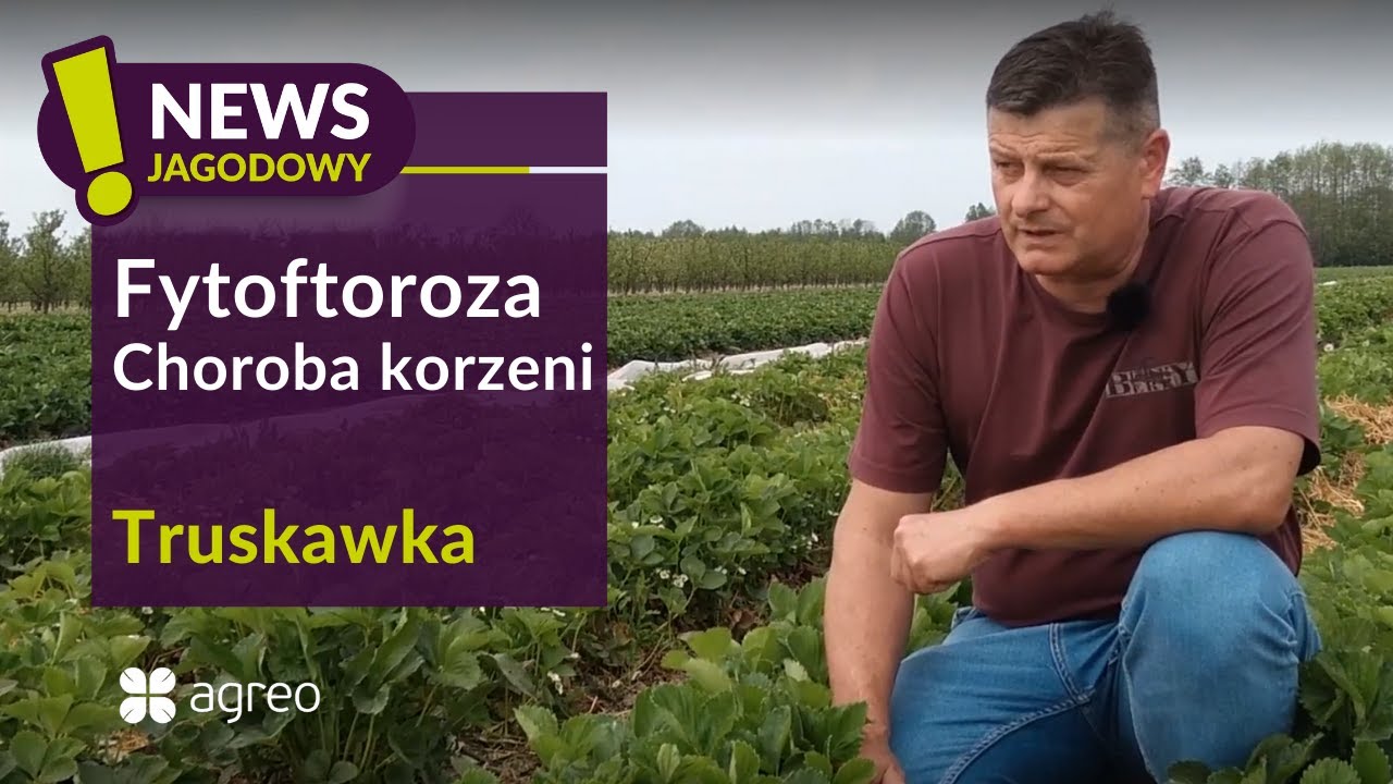 🍓| Jak radzić sobie z fytoftorozą w uprawie truskawki
