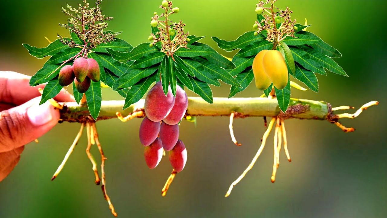 Mango Branch Cutting With New Technique