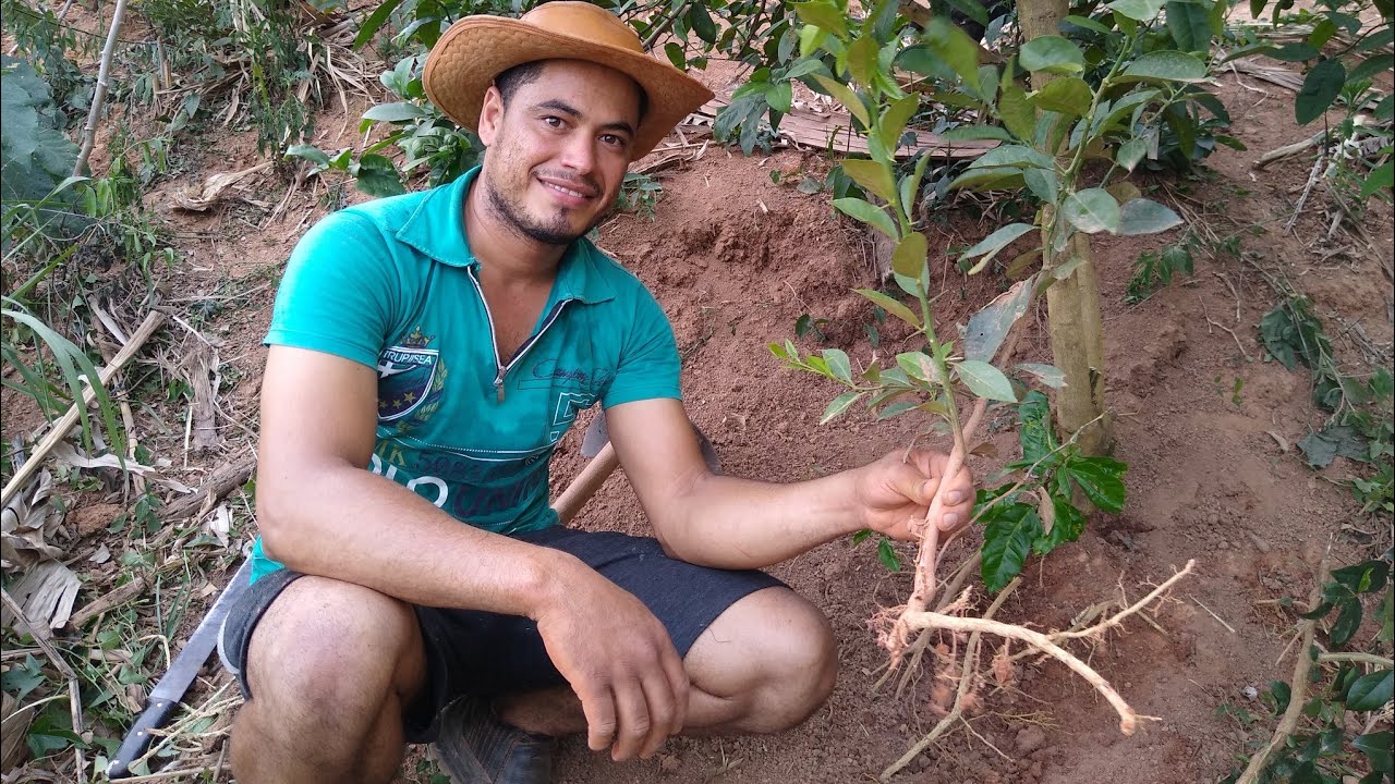 como fazer mudas de frutífera através da raiz produzindo rápido.