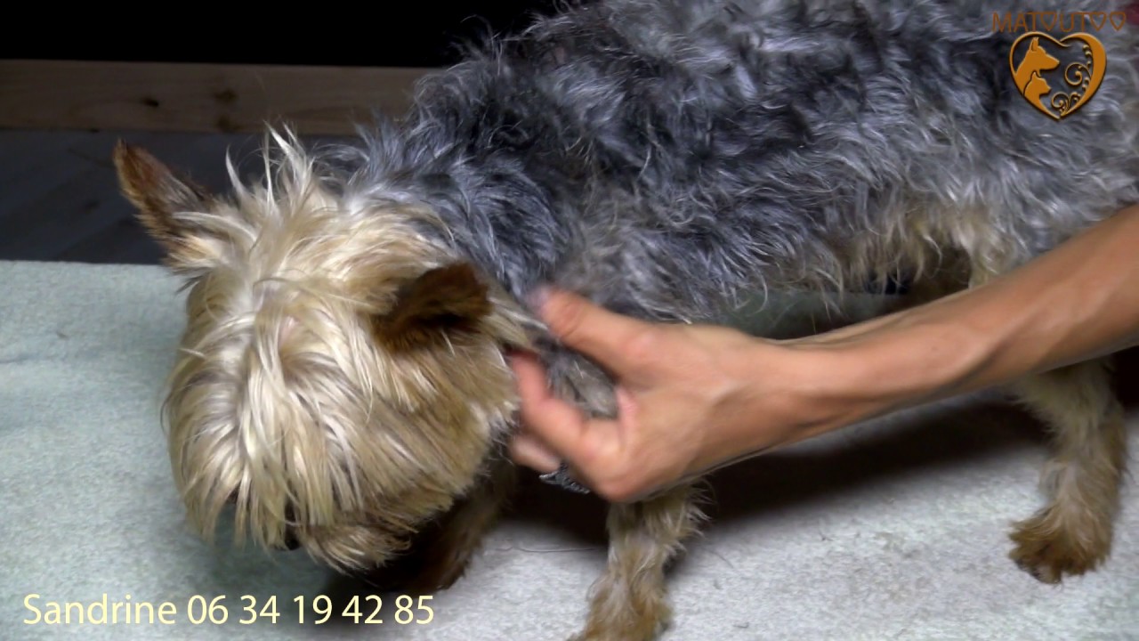 massage pour chiens et chats
