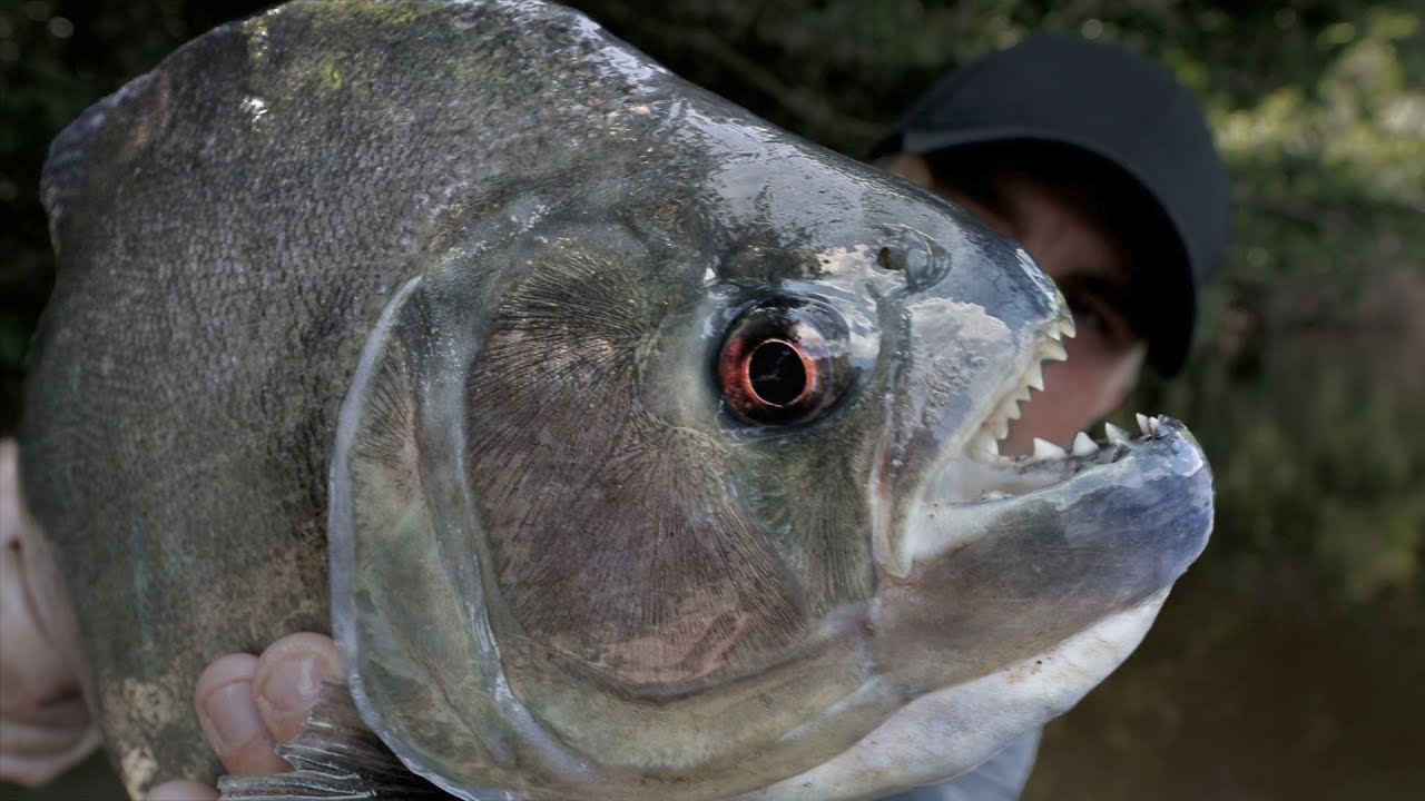 La plus GROSSE ESP&Egrave;CE DE PIRANHA sur la plan&egrave;te ! - Cyril Chauquet