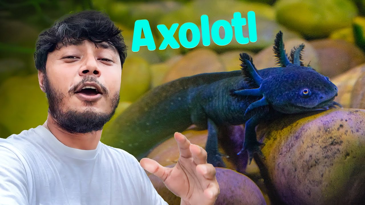 নতুন রঙের Axolotl এনেছি