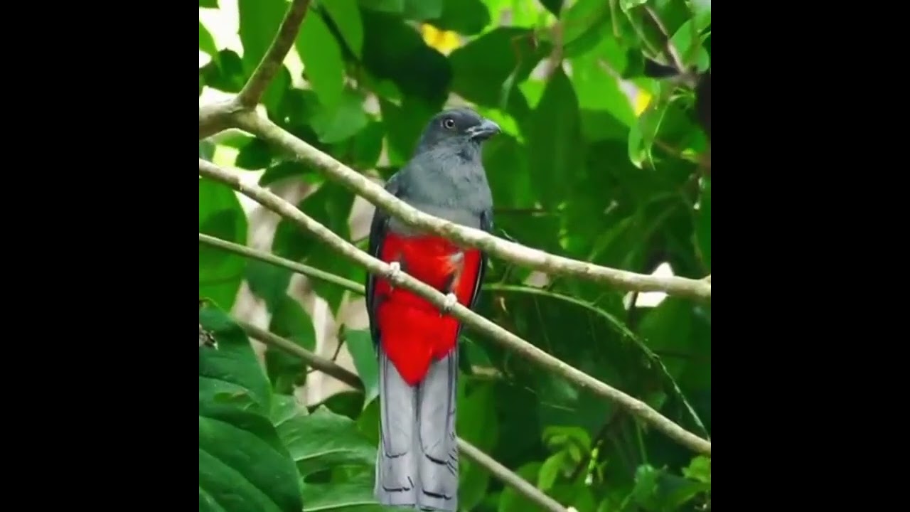 Trogon massena