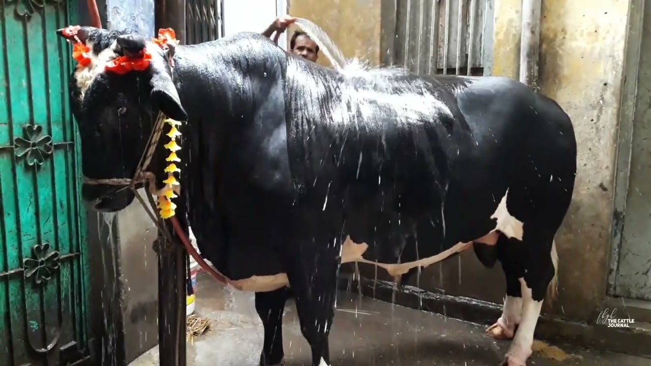 ১ লক্ষ ৭১ হাজার ৫০০ টাকা!                              পুরান ঢাকা || সাল ২০১৭  #shortsvideo  