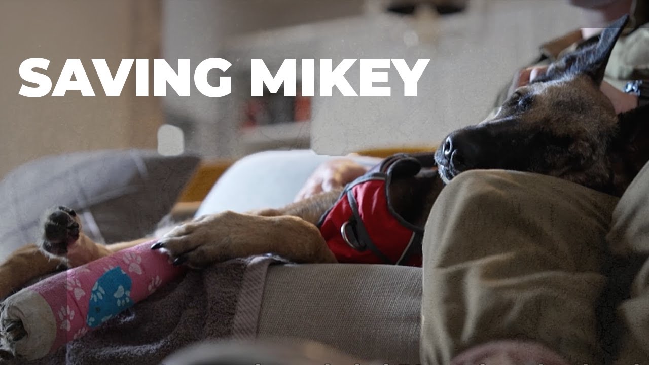 The heroic fight for the life of IDF's Oketz unit dog