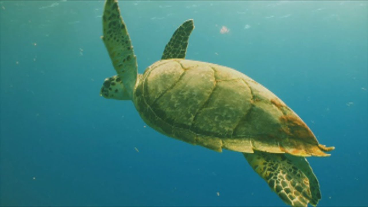 Travel Geek Short: Snorkeling Tioman Island by Cyle O'Donnell the Travel Geek