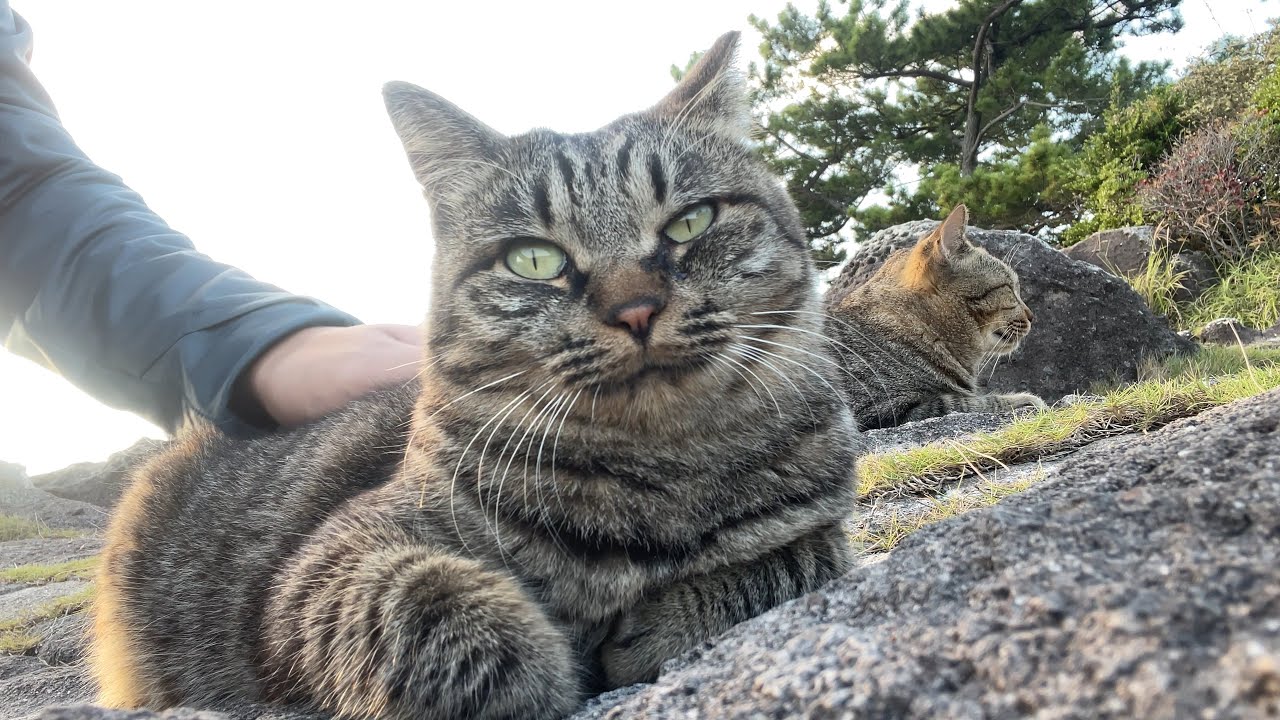 海辺を散歩中、次々と寄り添ってくる甘えん坊キジトラ2匹がかわいすぎた