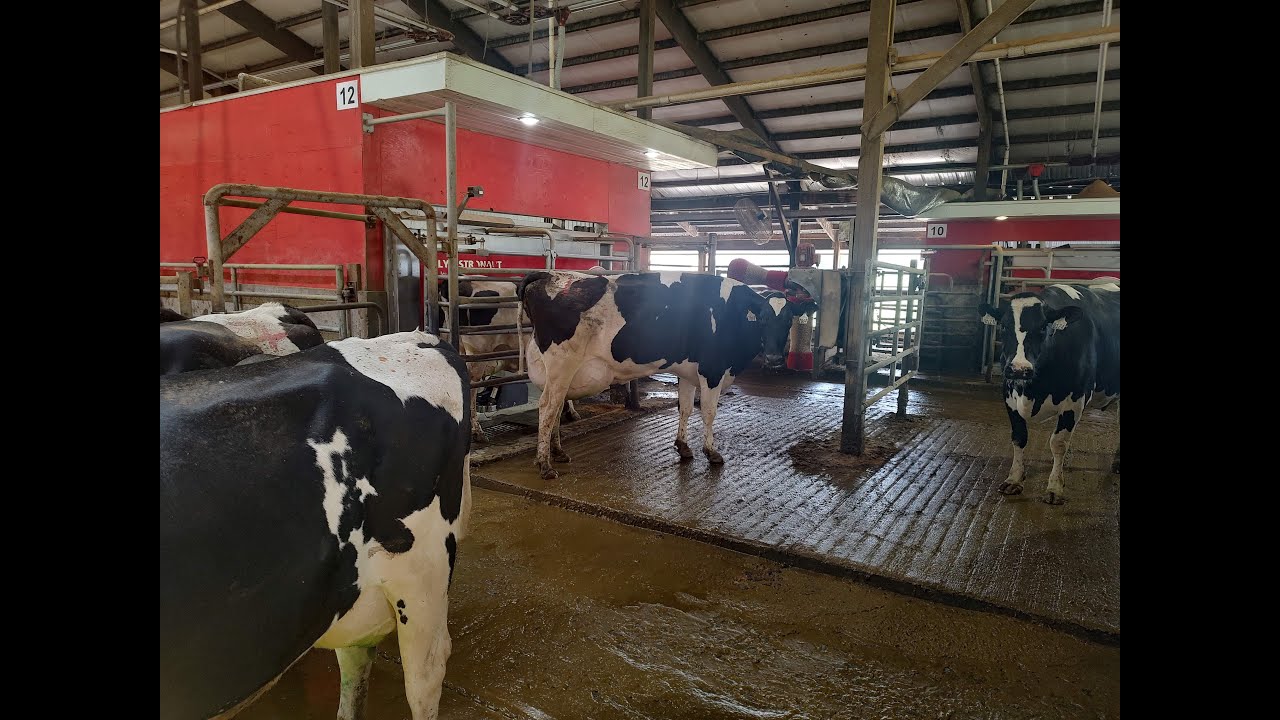 30 Minutes: Robotic Milking Edition - Episode 30