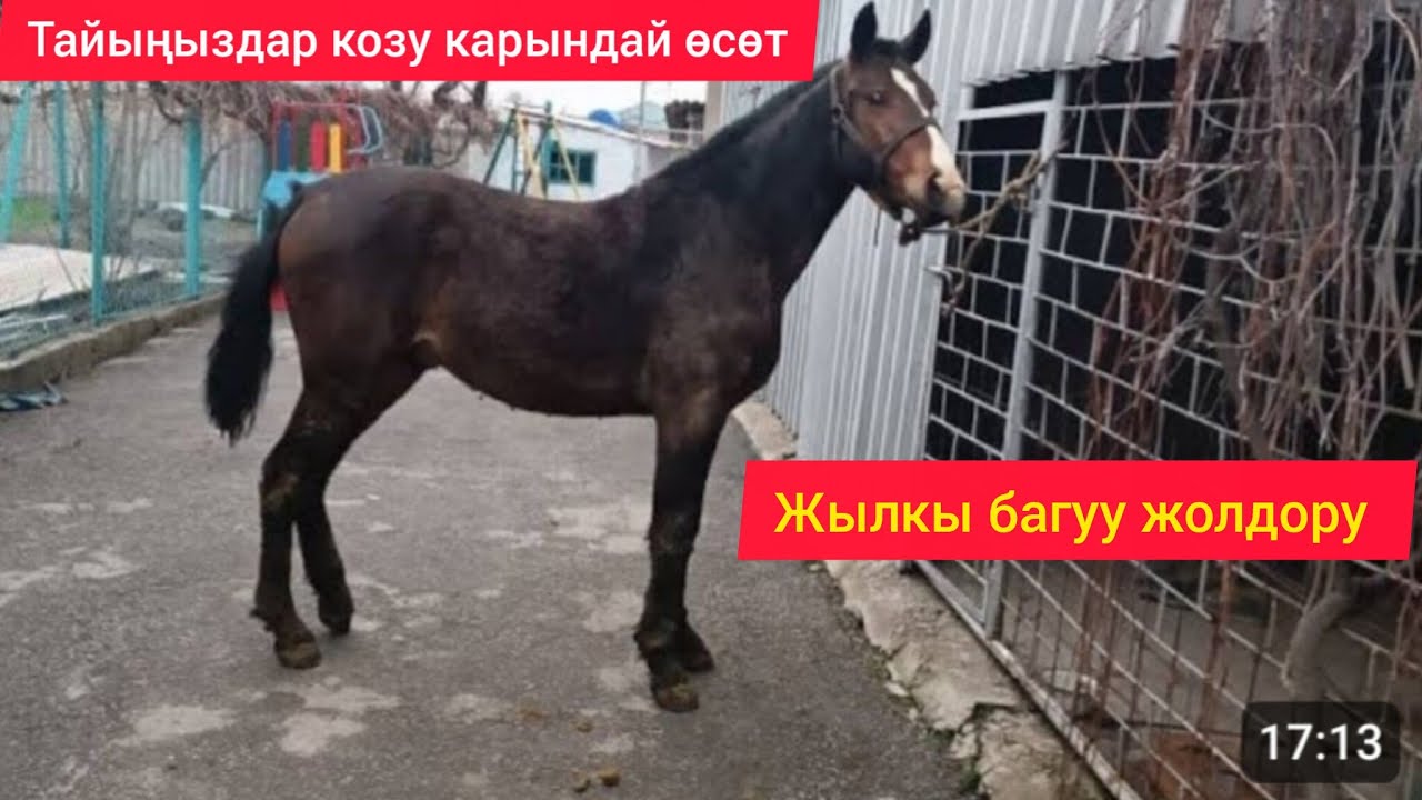 Ат багуунун жолдору. Баардык сырларын айтып берем. 19 марта 2022 г. @horse @лошадь@жылкы@ат багуу
