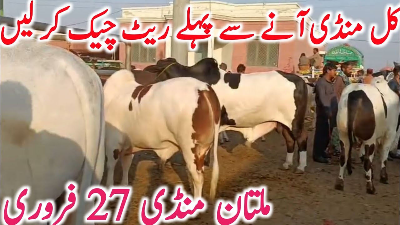 Multan Cow Mandi | Sahiwal Cholistani Ablk Nukra Gulabi Bachre Bachrian | Global Village Farming