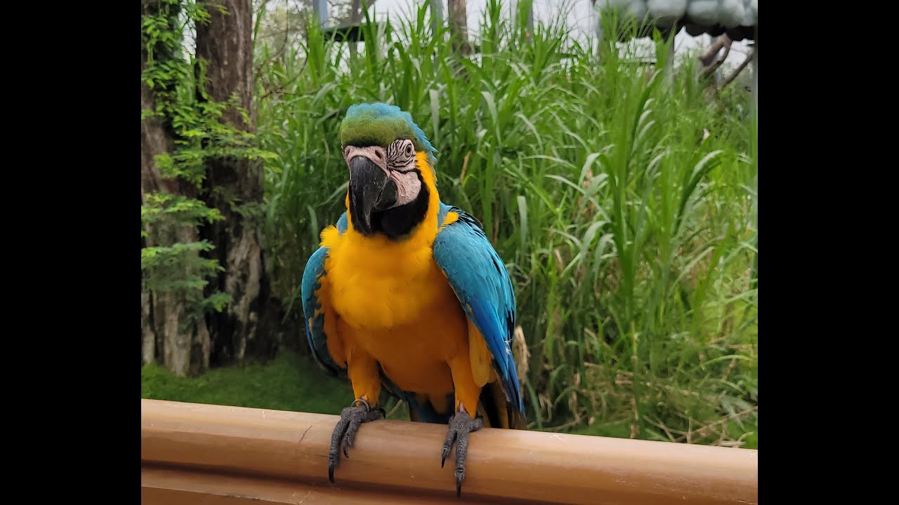 Blue and Gold Macaw Parrot calling