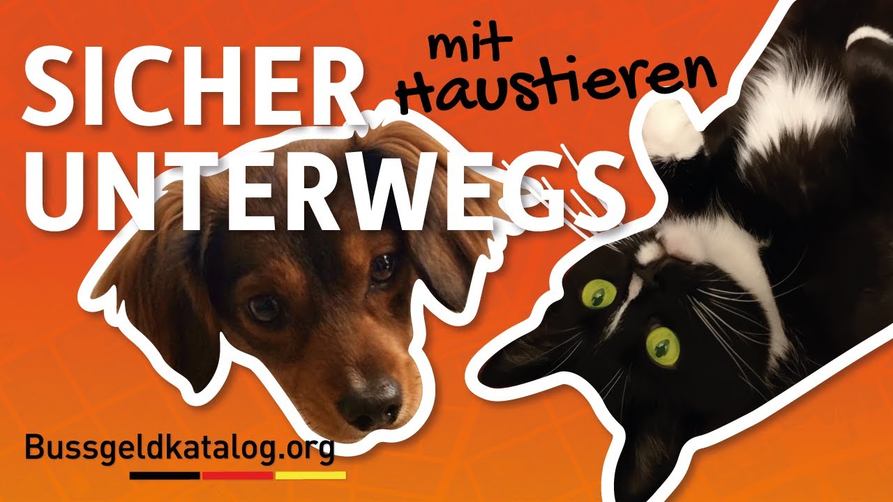 Tiere im Auto transportieren 🐶🐱🐹: Vorschriften & Bußgelder  - bussgeldkatalog.org