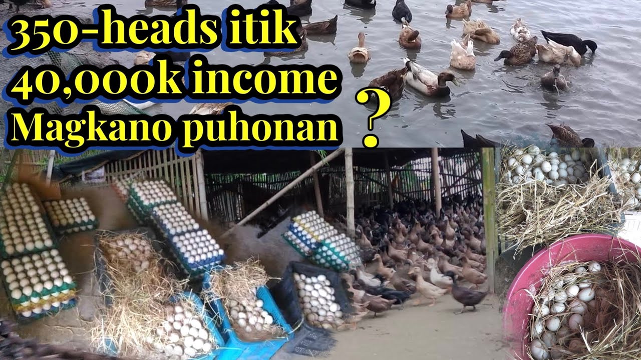 350_HEADS NA ITIK  $ 40,000k+ income || magkano puhonan? | itikan farm