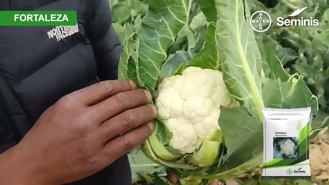 Bayer Seminis Fortaleza | Cauliflower | Farmer Testimonial