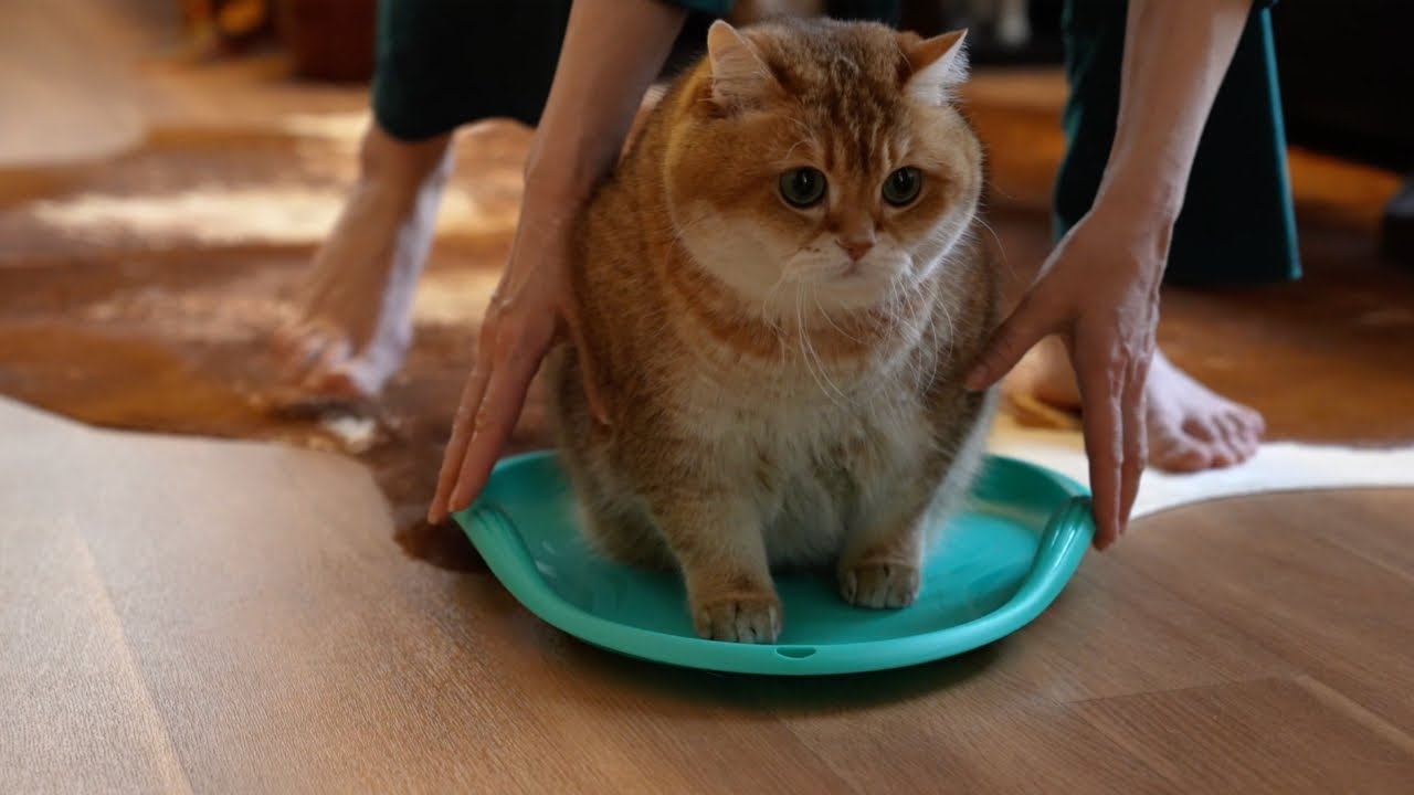Luge