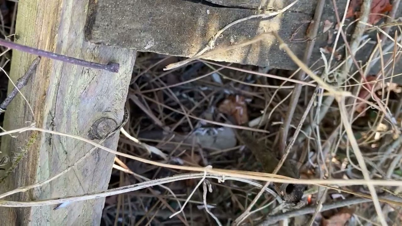 Subterranean Termite Swarmers (Alates)